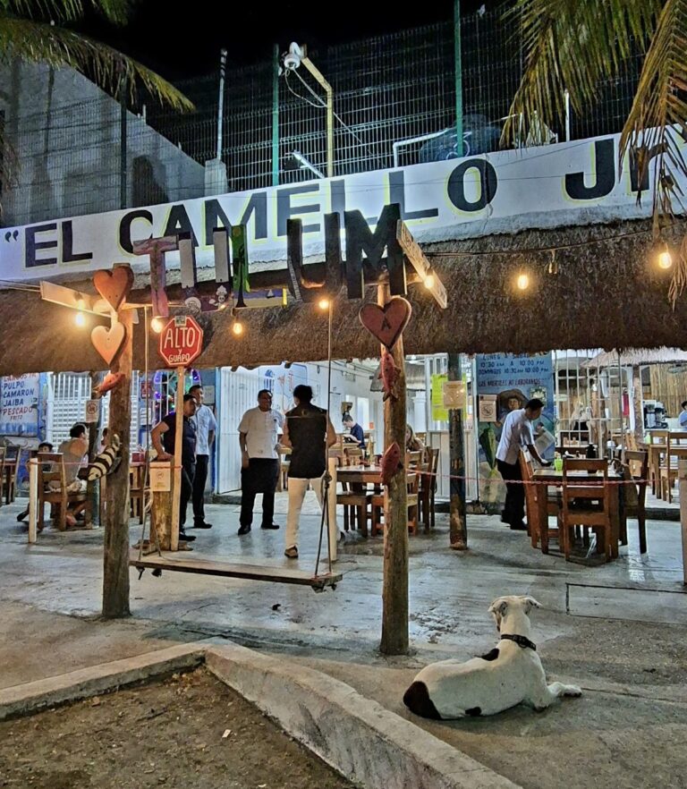 14466 el camello jr 768x882