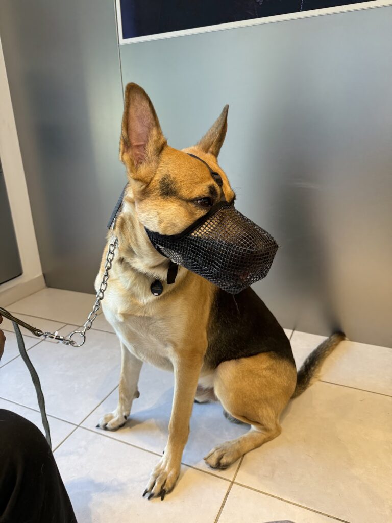 17611 profauna hospital veterinario 24 horas 768x1024