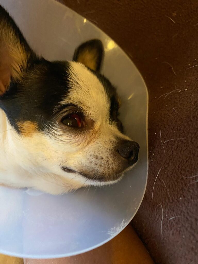 17627 consultorio veterinario 768x1024