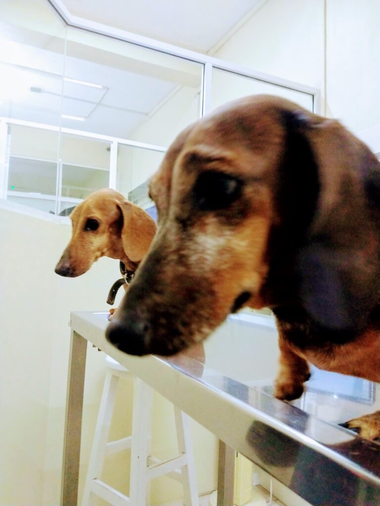 17629 hospital veterinario pets 768x1024