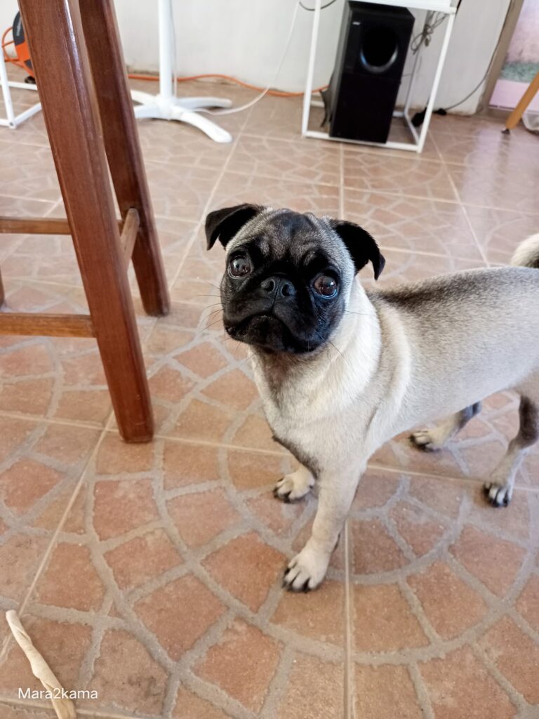 17635 veterinaria mundo de las mascotas 768x1024