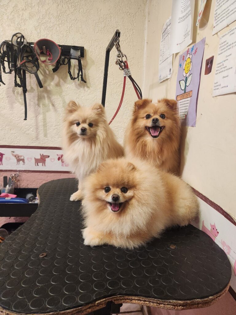 17637 veterinario mvz. mario gaitan 768x1024