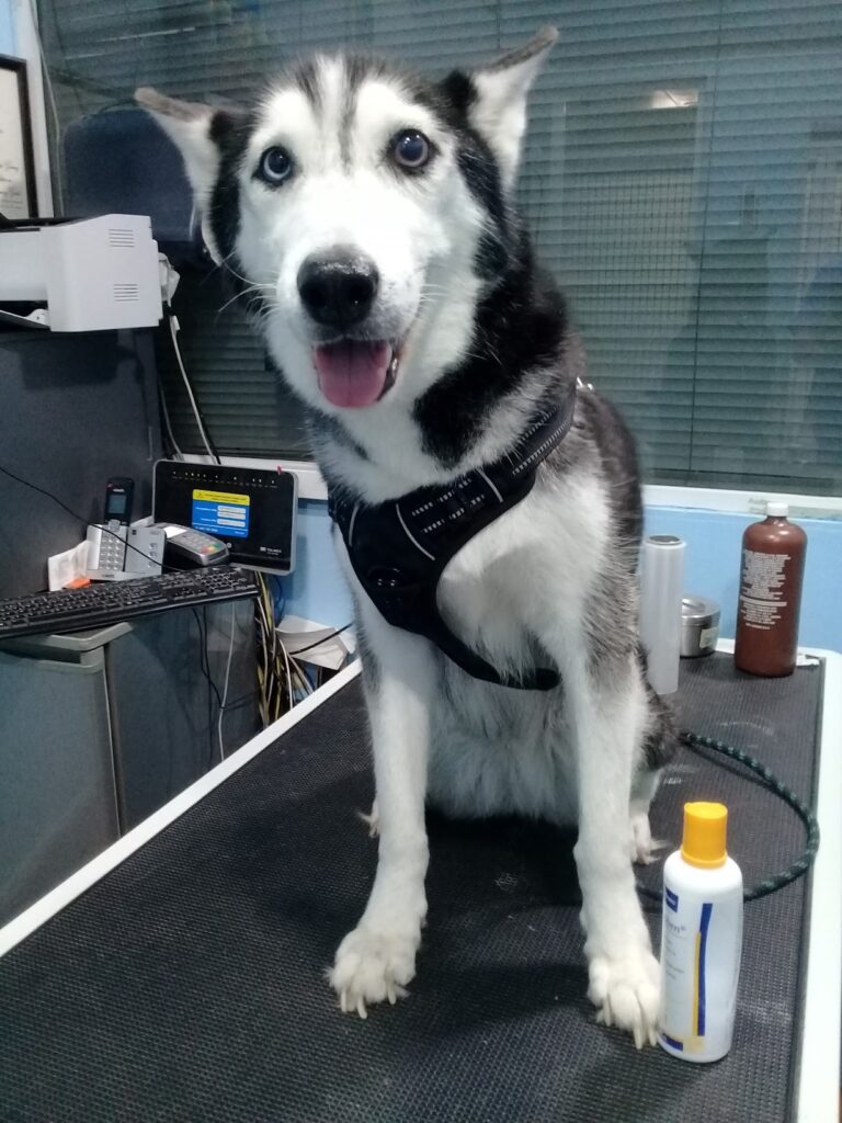 17641 animal vet clinica veterinaria 768x1024