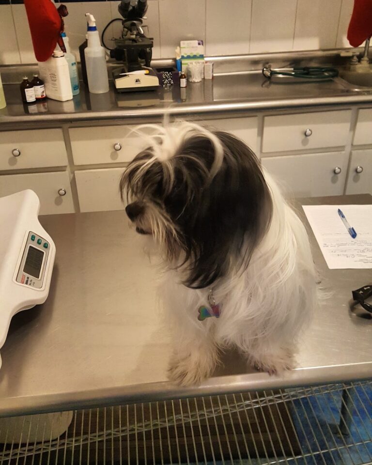 17651 veterinaria las torres 24 horas 768x960