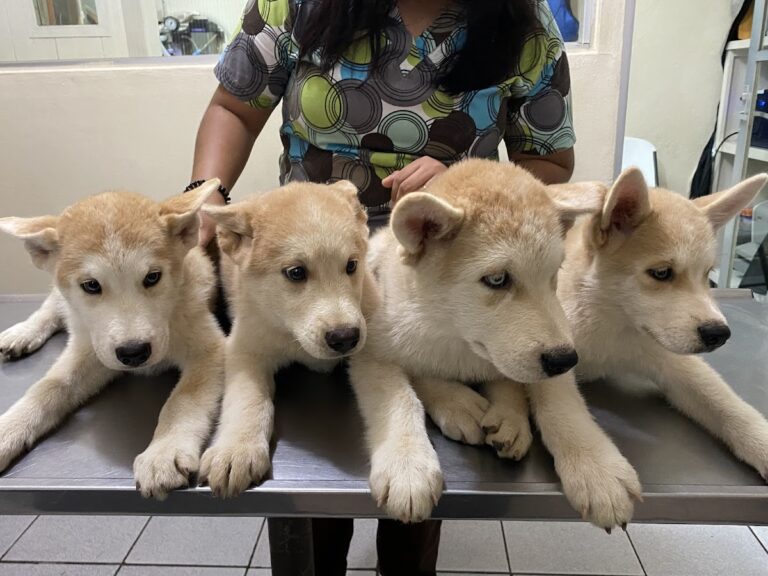 17653 clinica veterinaria pets 768x576