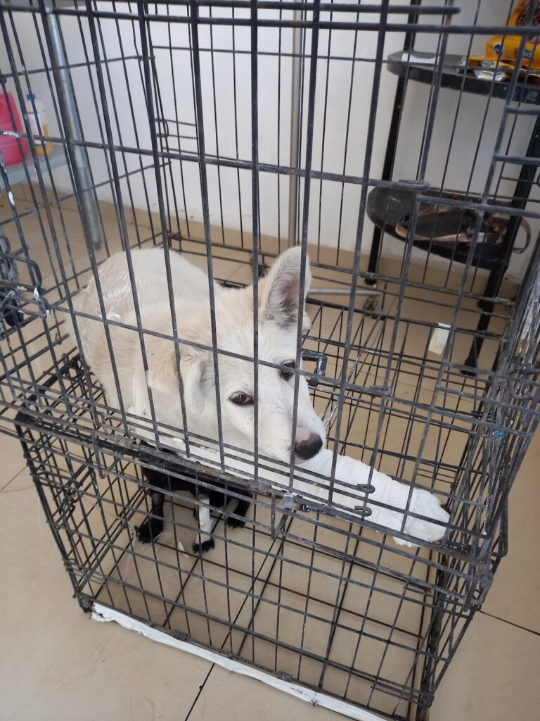 17675 veterinaria 24hrs 768x1024