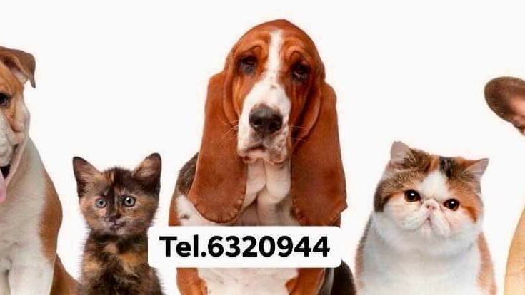 17681 hvc hospital veterinario centro