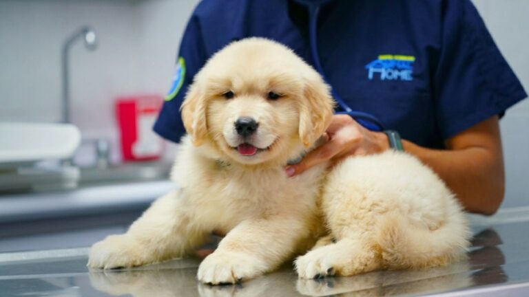 17693 hospital veterinario animal home coapa 24 horas 768x432