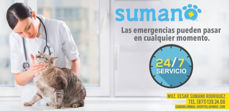 17695 sumano animal hospital 8211 oftalmologo veterinario en torreon 8211 veterinario 24 horas en torrreon 768x372