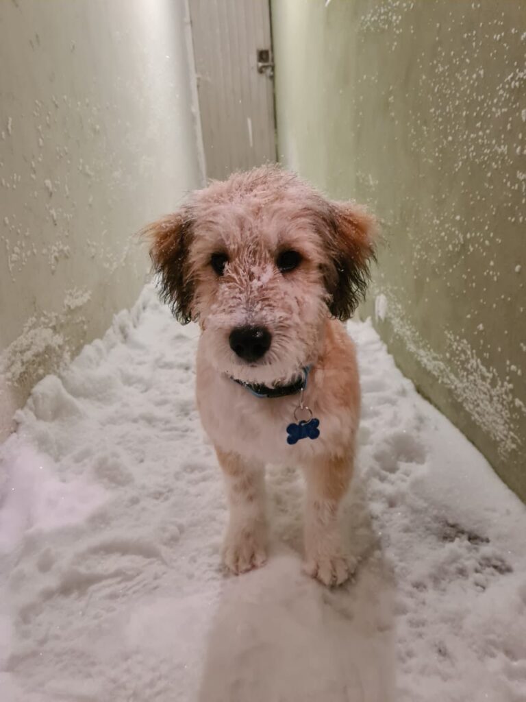 17701 vetplus 768x1024