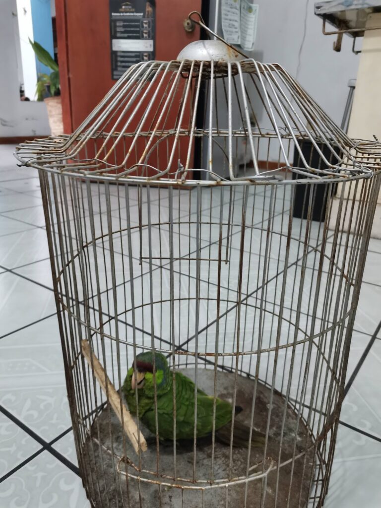 17707 veterinaria leon 768x1024