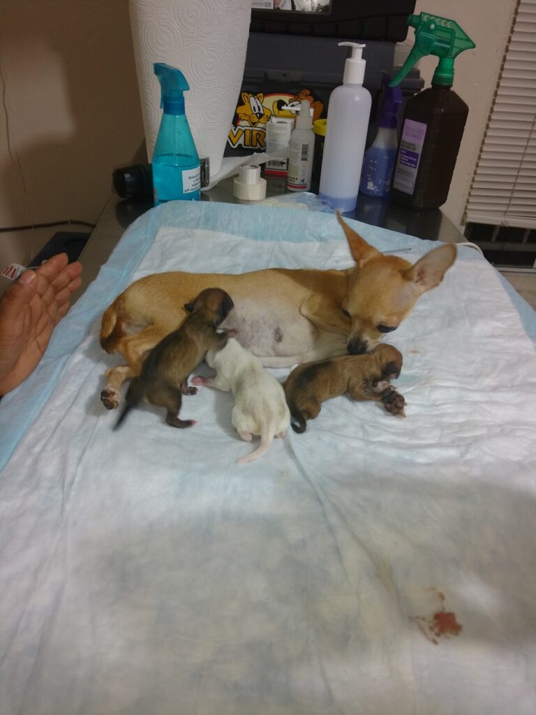 17709 veterinaria sneider 768x1024