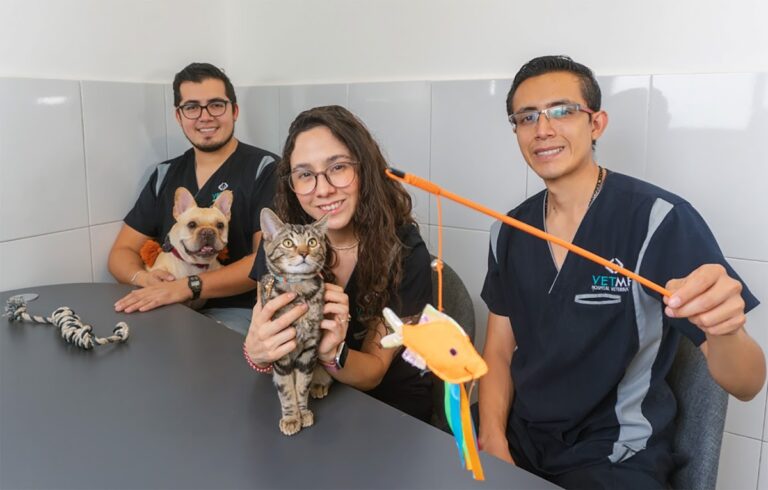 17711 vetme 8211 hospital veterinario condesa 768x490