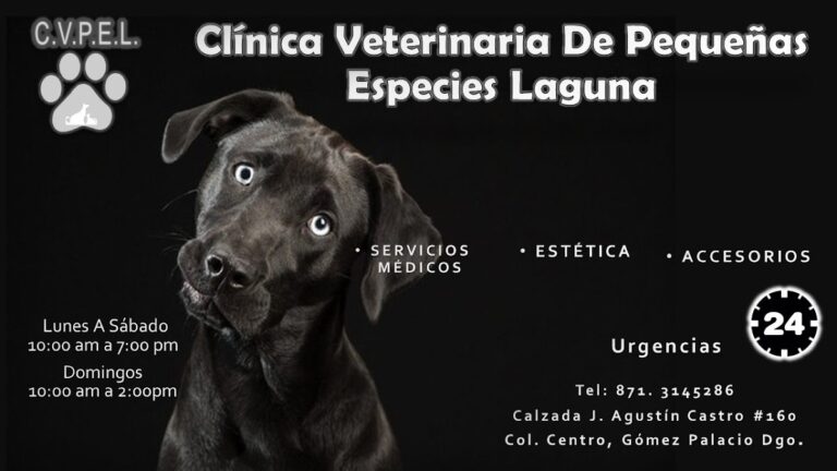 17725 clinica veterinaria de pequenas especies laguna 768x432