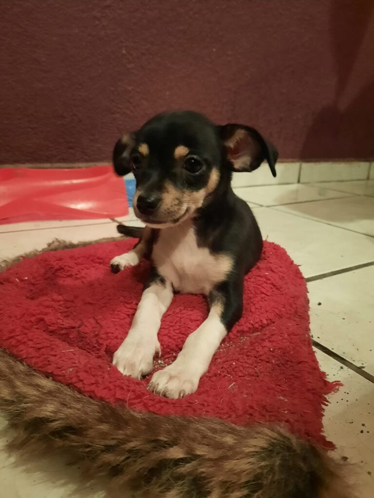 17731 clinica veterinaria soto perez 768x1024