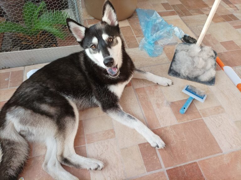 17733 hospital veterinario 768x575