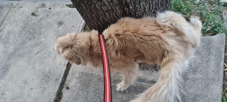 17737 hospital veterinario mvz onesimo fernandez 768x346