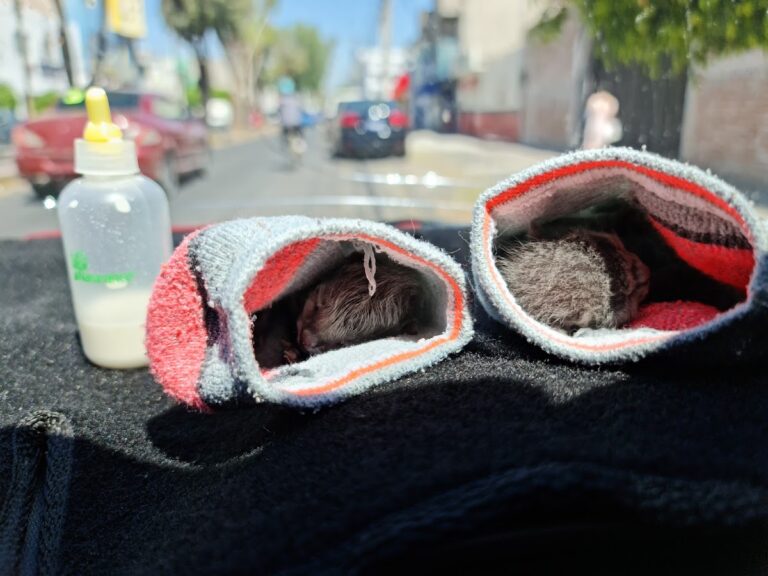 17739 clinica veterinaria mutualismo 768x576