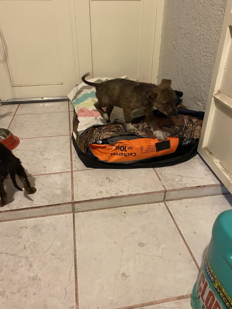 17741 hospital veterinario irapuato 768x1024