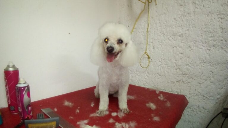 17743 veterinaria vetplanet 768x432