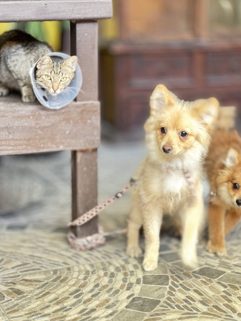 17745 veterinaria urzua 768x1024