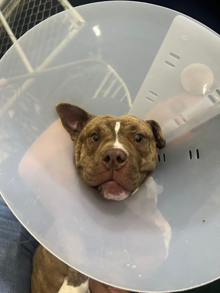 17750 veterinaria servet celaya 768x1024