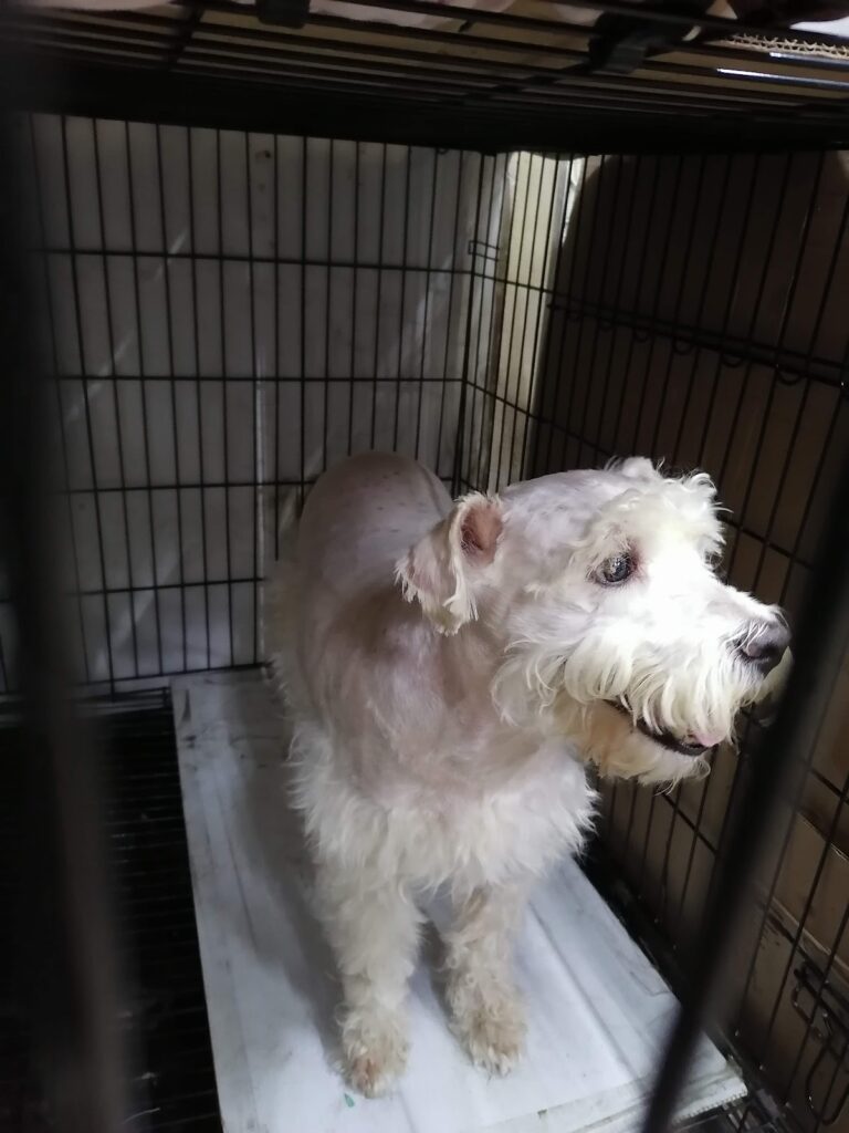 17758 veterinaria durango 768x1024