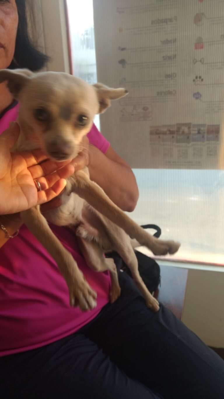 17764 clinica veterinaria 8220bernabeu8221 768x1365