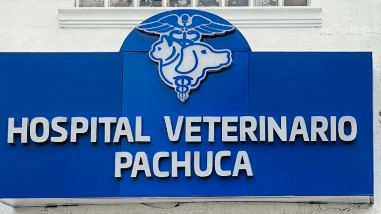 17778 hospital veterinario pachuca 768x432