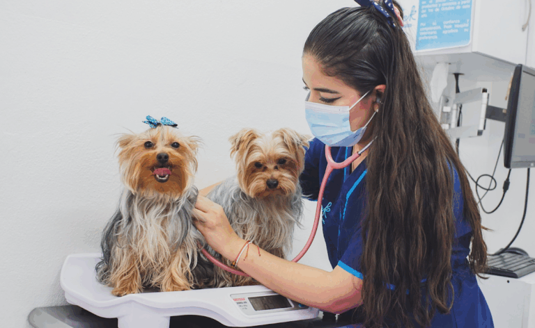 17782 peek hospital veterinario en pachuca oftalmologo veterinario en pachuca veterinaria 24 horas 768x472