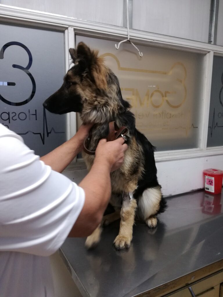 17784 hospital veterinario gomez 768x1024