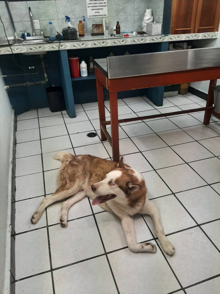 17786 centro medico veterinario 768x1024