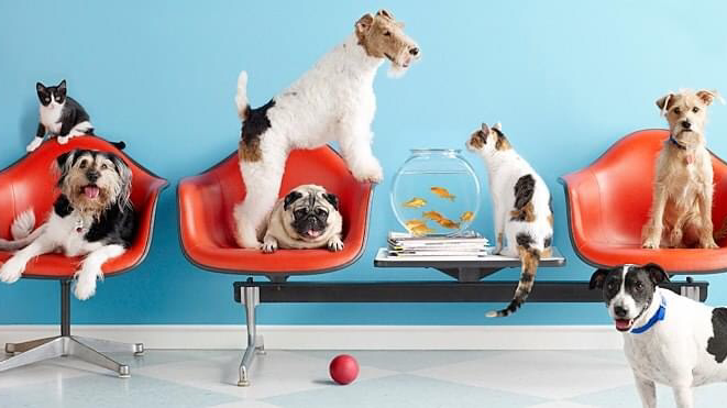 17788 veterinaria vet center irapuato