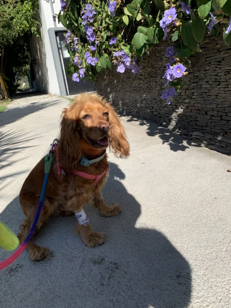 17794 hospital veterinario guadalajara 768x1024