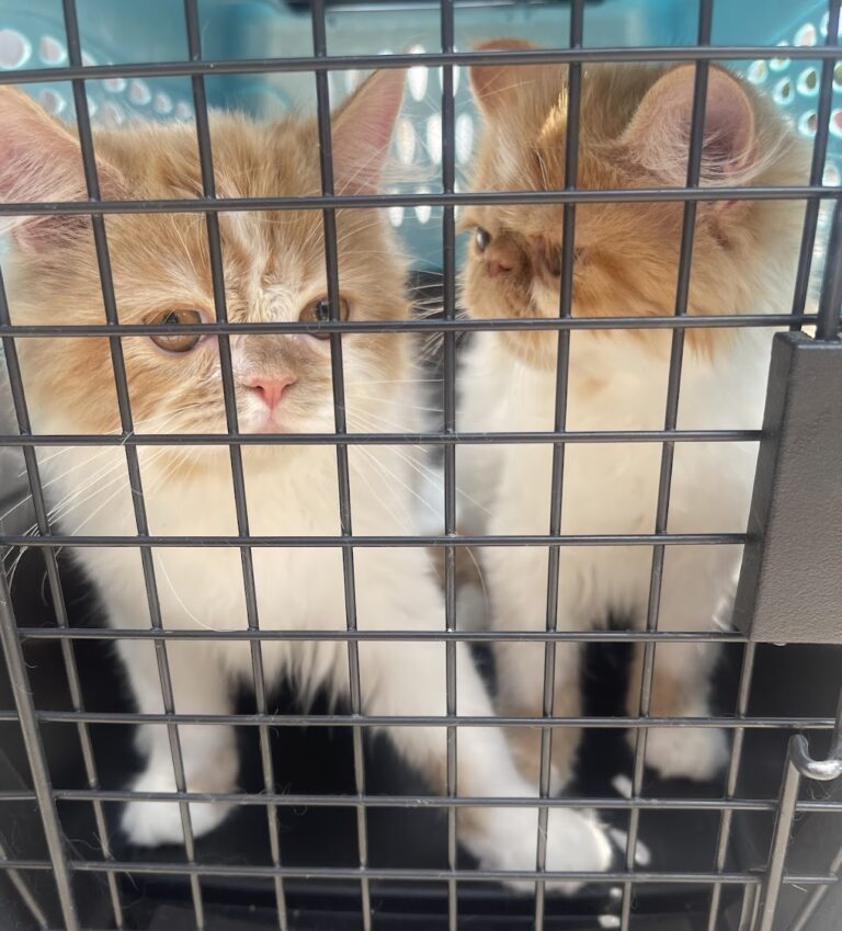 17796 dogtor care hospital veterinario 24 horas 768x849