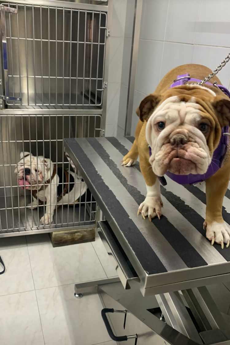 17798 clinica veterinaria tlaquepaque