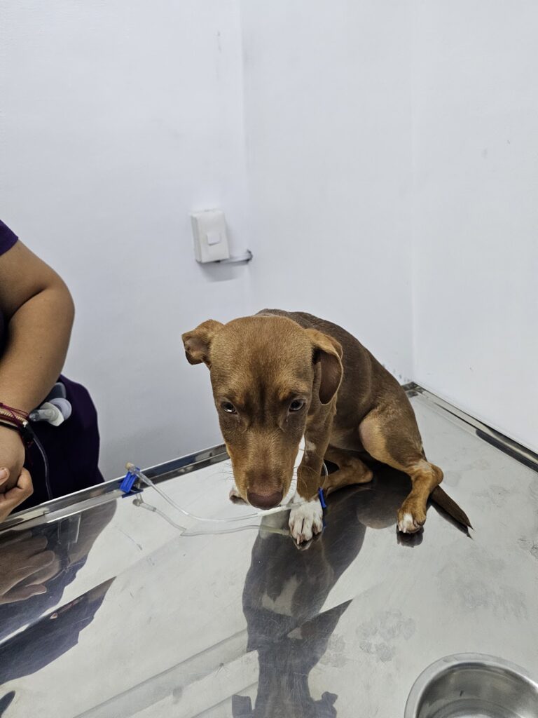 17804 hospital veterinario loma dorada 768x1024