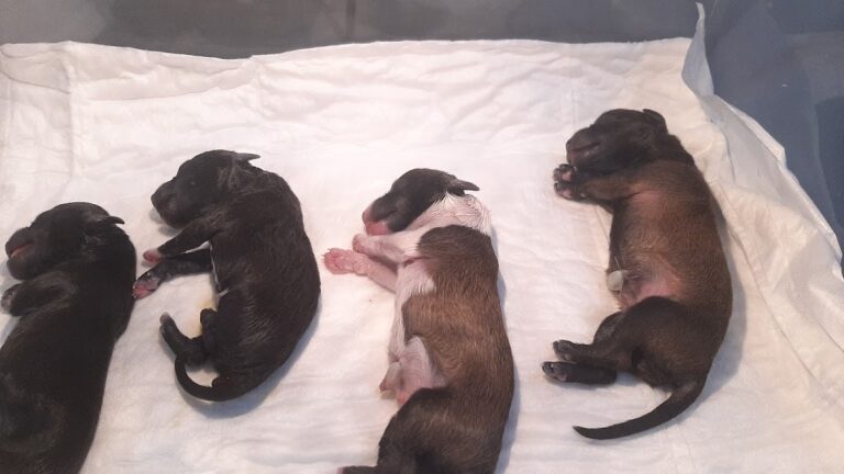 17806 veterinaria doki 768x432