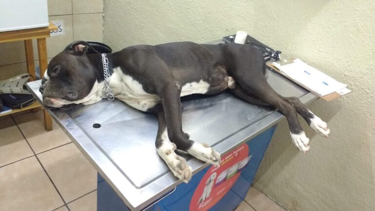 17812 centro medico veterinario 768x432