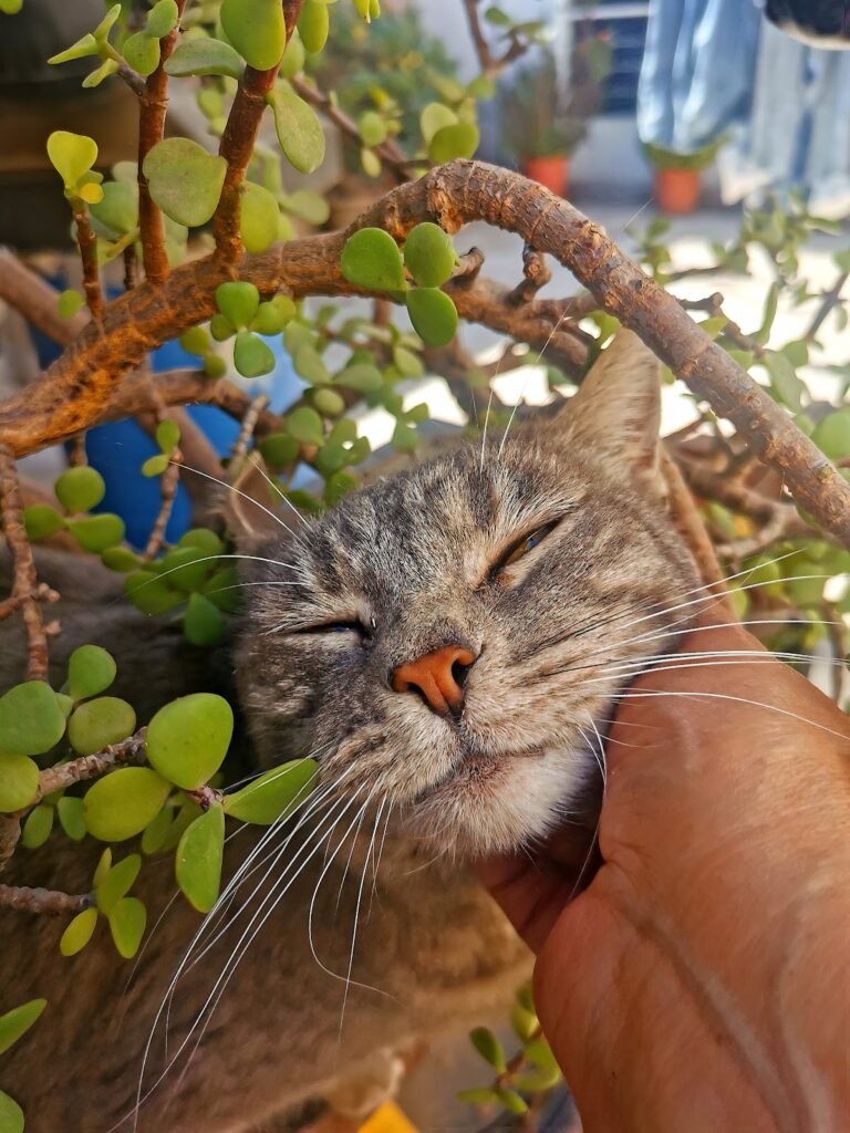 17814 veterinaria san francisco 768x1024