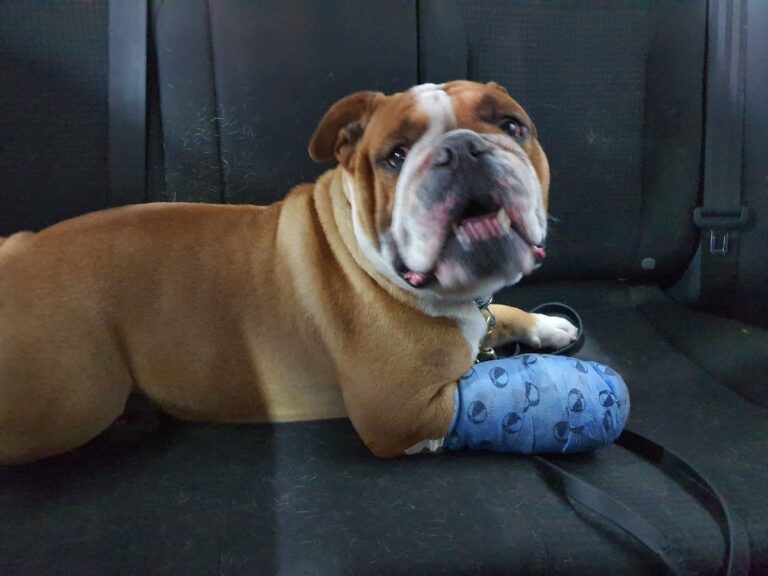 17824 hospital veterinario naucalpan s.c 768x576