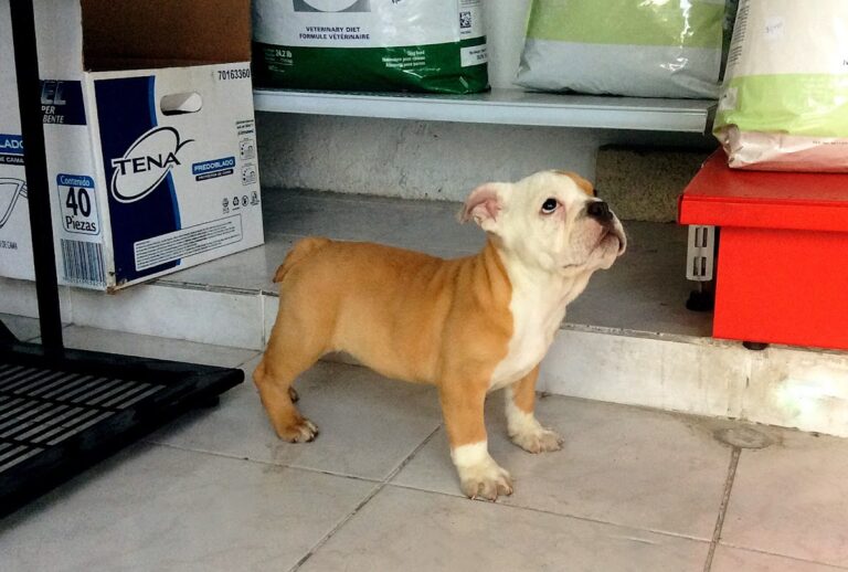 17832 hospital veterinario valle dorado 24hrs 768x518