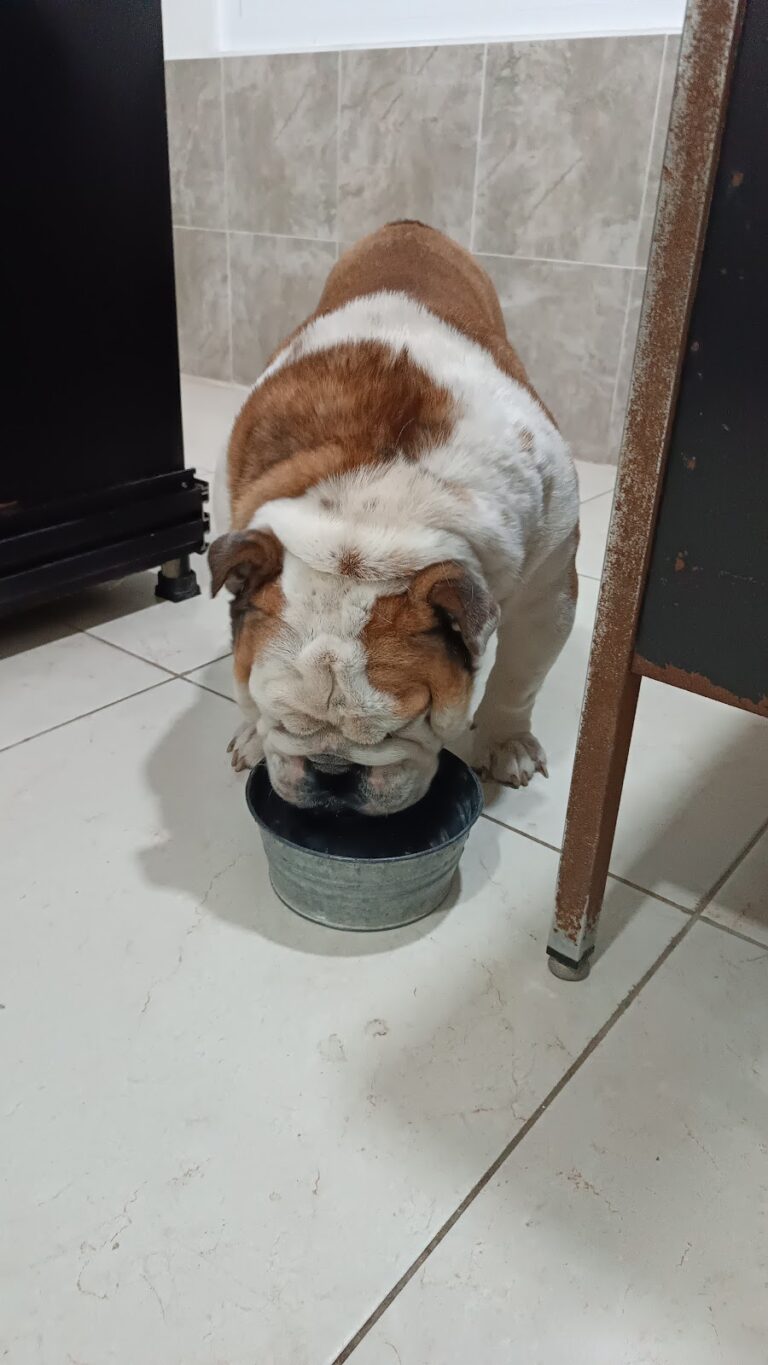 17834 dankan hospital veterinario 768x1365