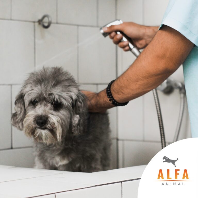 17836 alfa animal hospital veterinario 768x768