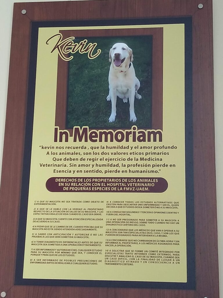 17844 hospital veterinario de pequenas especies de la universidad autonoma del estado de mexico 768x1024