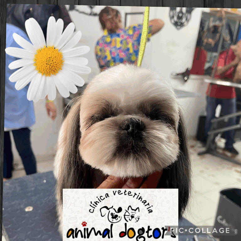 17848 clinica veterinaria animal dogtors 768x768