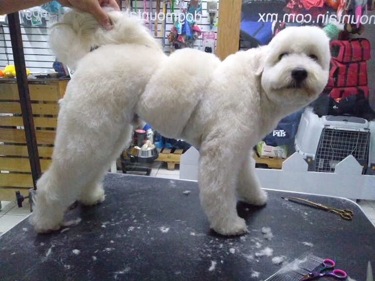 17852 dog mountain pet clinic sucursal tlalnepantla 768x576