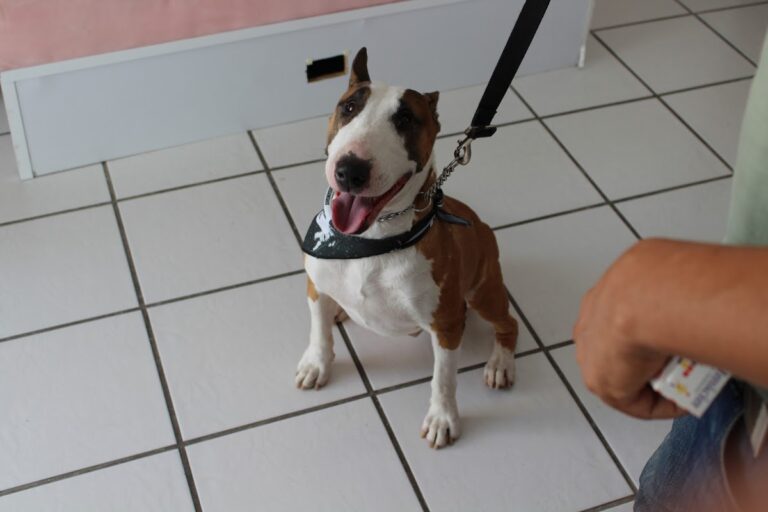 17868 atlauhtli casa de sanacion animal antes guaus y miaus 768x512