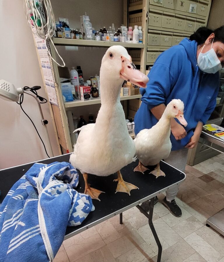 17872 veterinaria morelos 768x901