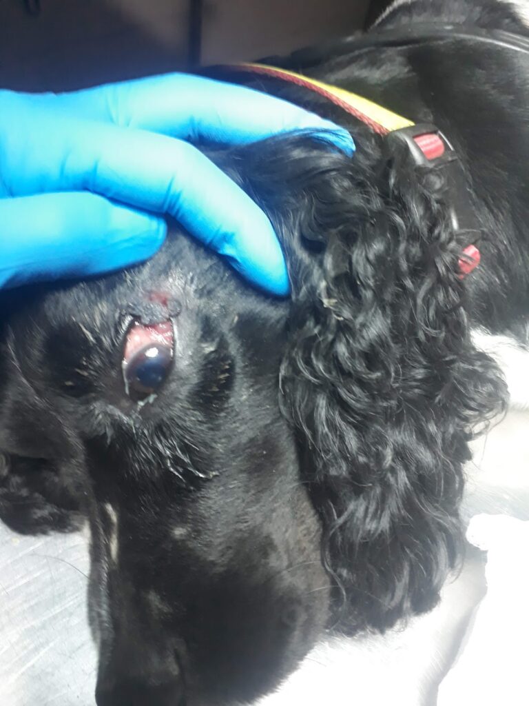 17874 centro veterinario 768x1024